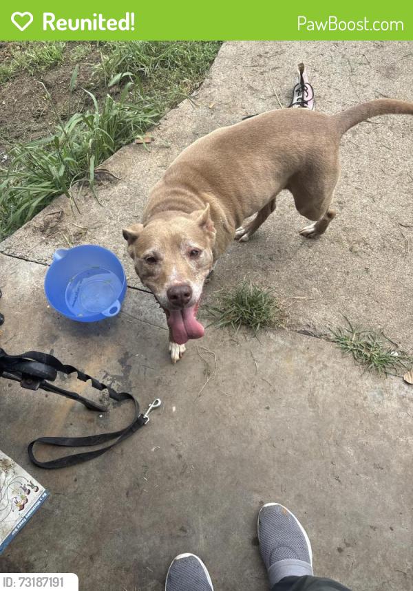 Reunited Female Dog last seen dail st, Blountville, TN 37617