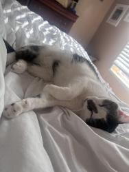 Reunited Female Cat last seen Broadway, Alden, NY 14004