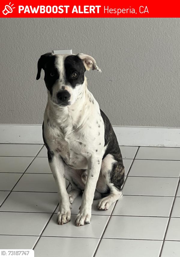 Lost Male Dog last seen By foremostsenior, Hesperia, CA 92345