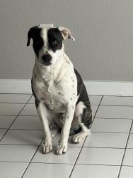 Lost Male Dog last seen By foremostsenior, Hesperia, CA 92345