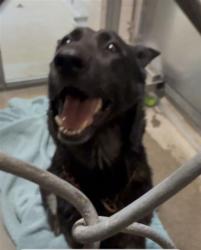 Shelter Stray Unknown Dog last seen FRONT ST & V ST, 2127 Front St, Sacramento, CA 95818, USA