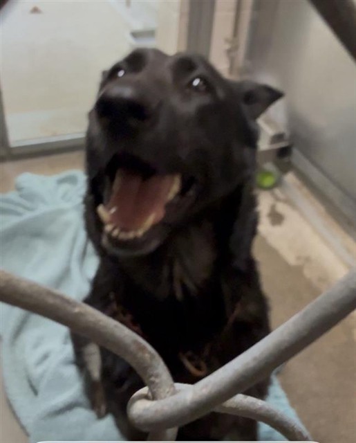 Shelter Stray Unknown Dog last seen FRONT ST & V ST, 2127 Front St, Sacramento, CA 95818, USA