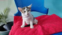 Shelter Stray Unknown Cat last seen , 4275 Elton St, Baldwin Park, CA 91706, USA