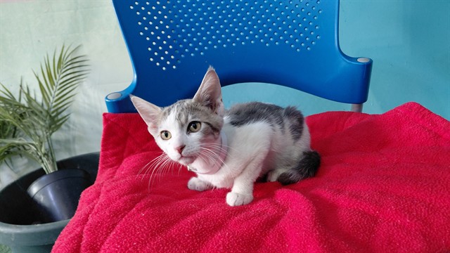 Shelter Stray Unknown Cat last seen , 4275 Elton St, Baldwin Park, CA 91706, USA