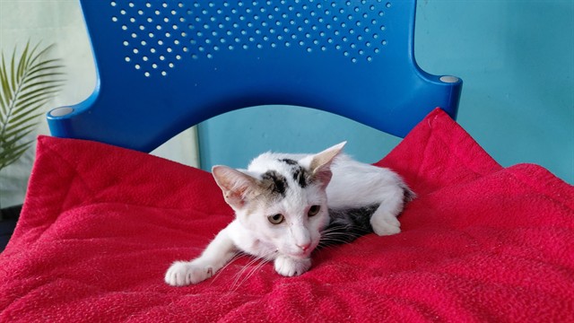 Shelter Stray Unknown Cat last seen , 4275 Elton St, Baldwin Park, CA 91706, USA
