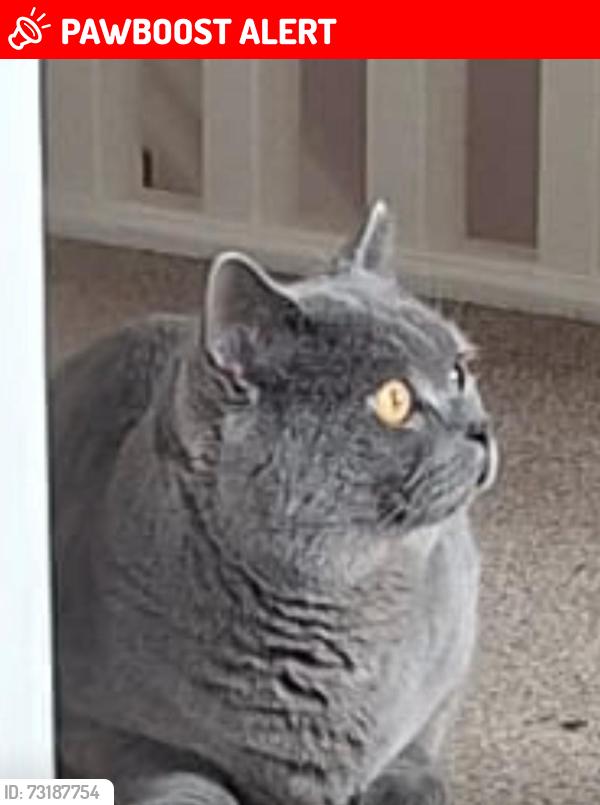 Lost Male Cat last seen Hempsted, Peterborough, England 