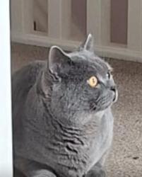 Lost Male Cat last seen Hempsted, Peterborough, England 