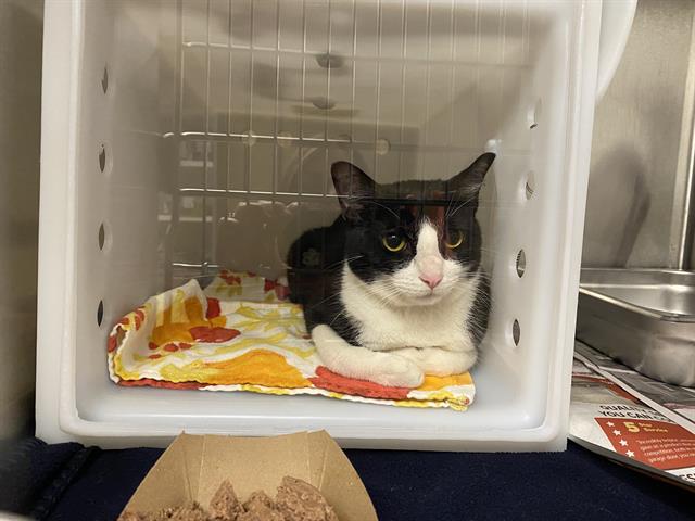 Shelter Stray Female Cat last seen Near BLOCK W NOTRE DAME CT, 3839 W Burnham St, West Milwaukee, WI 53215, USA
