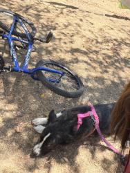 Reunited Female Dog last seen US 101, Garberville, CA 95542