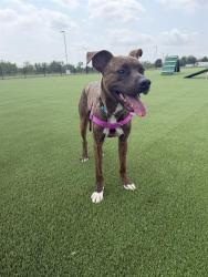 Shelter Stray Male Dog last seen Near, 2600 S Harding St, Indianapolis, IN 46221, USA