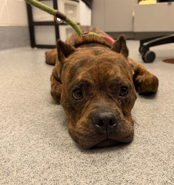 Shelter Stray Female Dog last seen Near, 2600 S Harding St, Indianapolis, IN 46221, USA