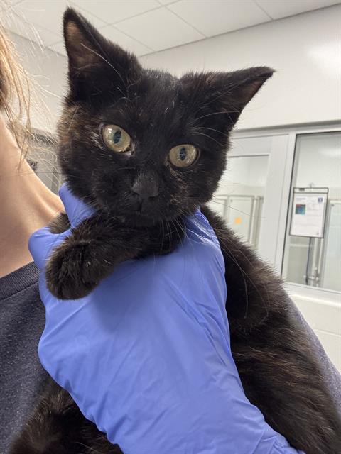 Shelter Stray Female Cat last seen Near, 2600 S Harding St, Indianapolis, IN 46221, USA