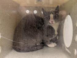Shelter Stray Unknown Cat last seen Near BLOCK 55TH AVE S, AUBURN WA 98001, 21615 64th Ave S, Kent, WA 98032, USA