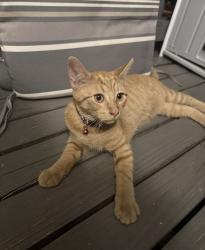 Found/Stray Male Cat last seen Near Hoskins mill Ln, Charlotte, NC 28208