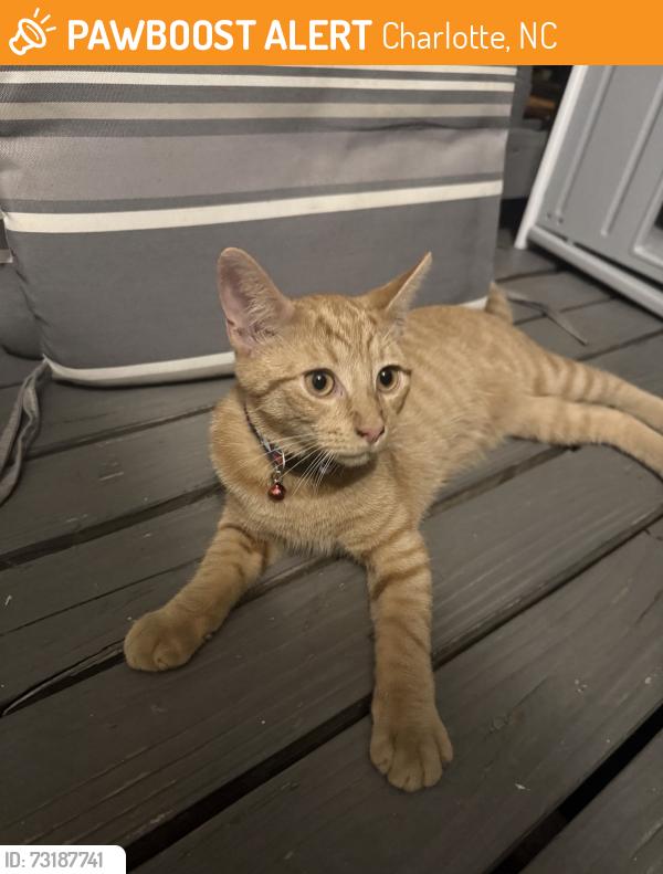 Found/Stray Male Cat last seen Near Hoskins mill Ln, Charlotte, NC 28208