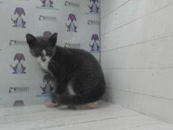 Shelter Stray Male Cat last seen , 2769 Conroy Rd, Orlando, FL 32839, USA
