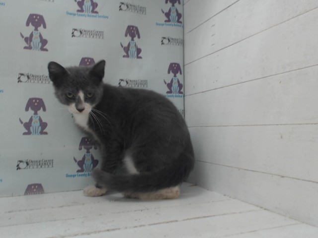 Shelter Stray Male Cat last seen , 2769 Conroy Rd, Orlando, FL 32839, USA