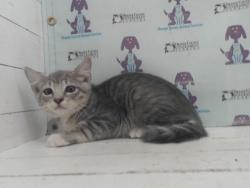 Shelter Stray Male Cat last seen , 2769 Conroy Rd, Orlando, FL 32839, USA