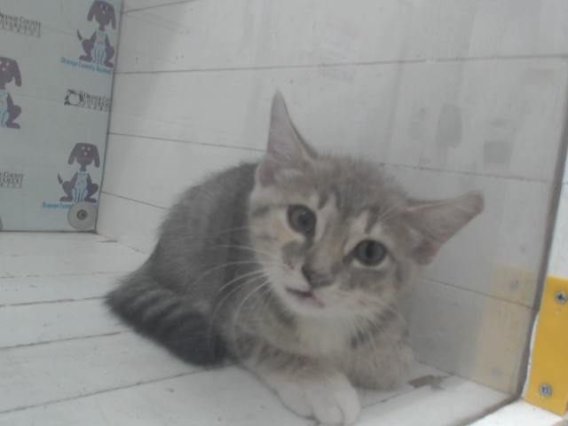 Shelter Stray Female Cat last seen , 2769 Conroy Rd, Orlando, FL 32839, USA