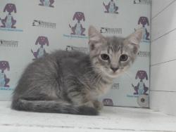 Shelter Stray Male Cat last seen , 2769 Conroy Rd, Orlando, FL 32839, USA