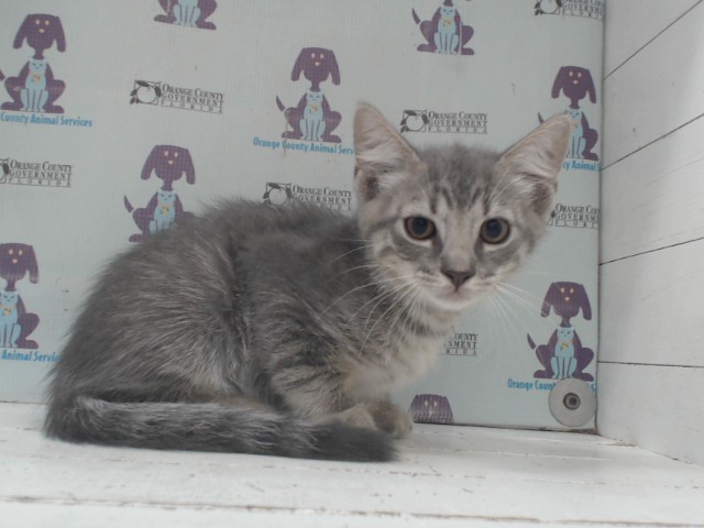 Shelter Stray Male Cat last seen , 2769 Conroy Rd, Orlando, FL 32839, USA