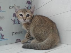 Shelter Stray Female Cat last seen , 2769 Conroy Rd, Orlando, FL 32839, USA