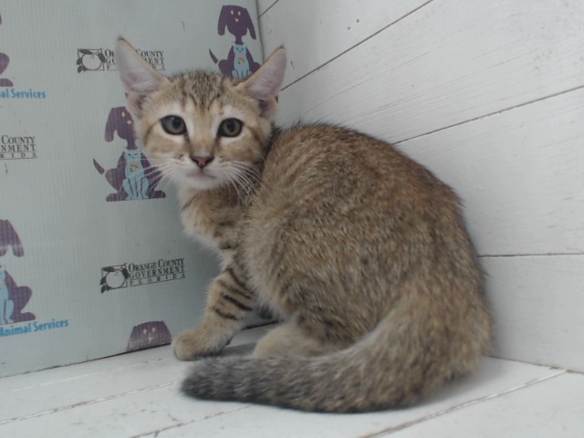Shelter Stray Female Cat last seen , 2769 Conroy Rd, Orlando, FL 32839, USA