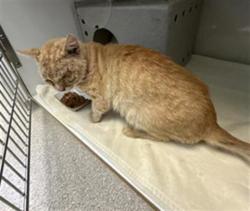 Shelter Stray Male Cat last seen , 600 Aviation Dr, Camarillo, CA 93010, USA