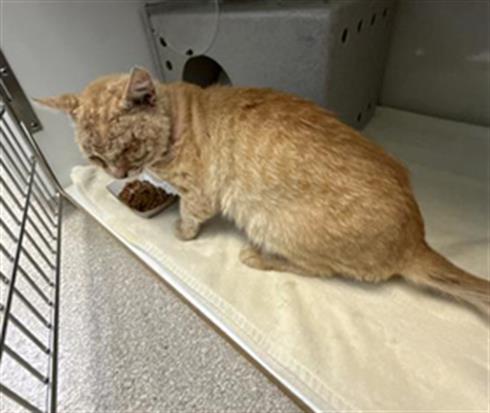 Shelter Stray Male Cat last seen , 600 Aviation Dr, Camarillo, CA 93010, USA