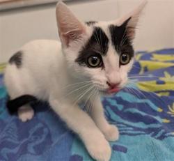 Shelter Stray Male Cat last seen , 600 Aviation Dr, Camarillo, CA 93010, USA
