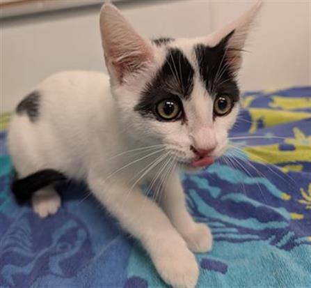 Shelter Stray Male Cat last seen , 600 Aviation Dr, Camarillo, CA 93010, USA