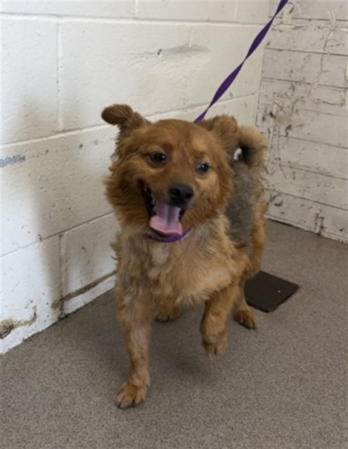 Shelter Stray Male Dog last seen FOOTHILL AND WILLOW, 333 Chandler Pl, San Bernardino, CA 92408, USA