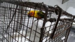 Shelter Stray Unknown Bird last seen Near BLOCK BRYANT NEAR 23RD, 1419 Bryant St, San Francisco, CA 94103, USA