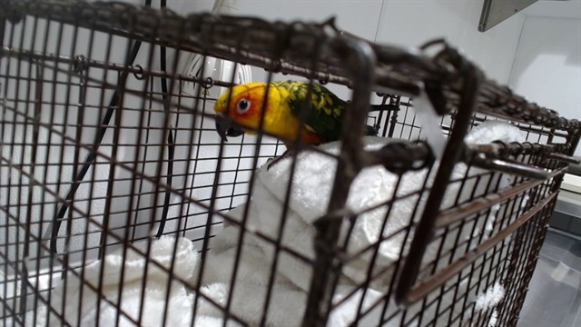 Shelter Stray Unknown Bird last seen Near BLOCK BRYANT NEAR 23RD, 1419 Bryant St, San Francisco, CA 94103, USA
