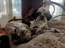 Reunited Female Dog last seen Near Mt. EDEN Road, kirkwood PA, Kirkwood, PA 17536