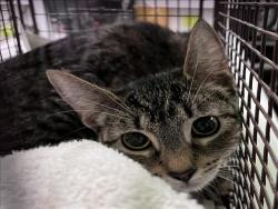 Shelter Stray Female Cat last seen , 1850 W 60th St, Los Angeles, CA 90047, USA