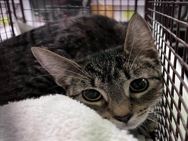 Shelter Stray Female Cat last seen , 1850 W 60th St, Los Angeles, CA 90047, USA