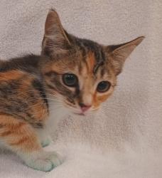 Shelter Stray Female Cat last seen , 1850 W 60th St, Los Angeles, CA 90047, USA