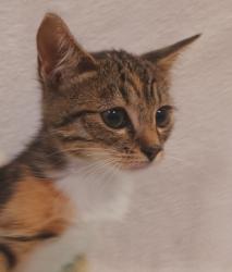 Shelter Stray Female Cat last seen , 1850 W 60th St, Los Angeles, CA 90047, USA
