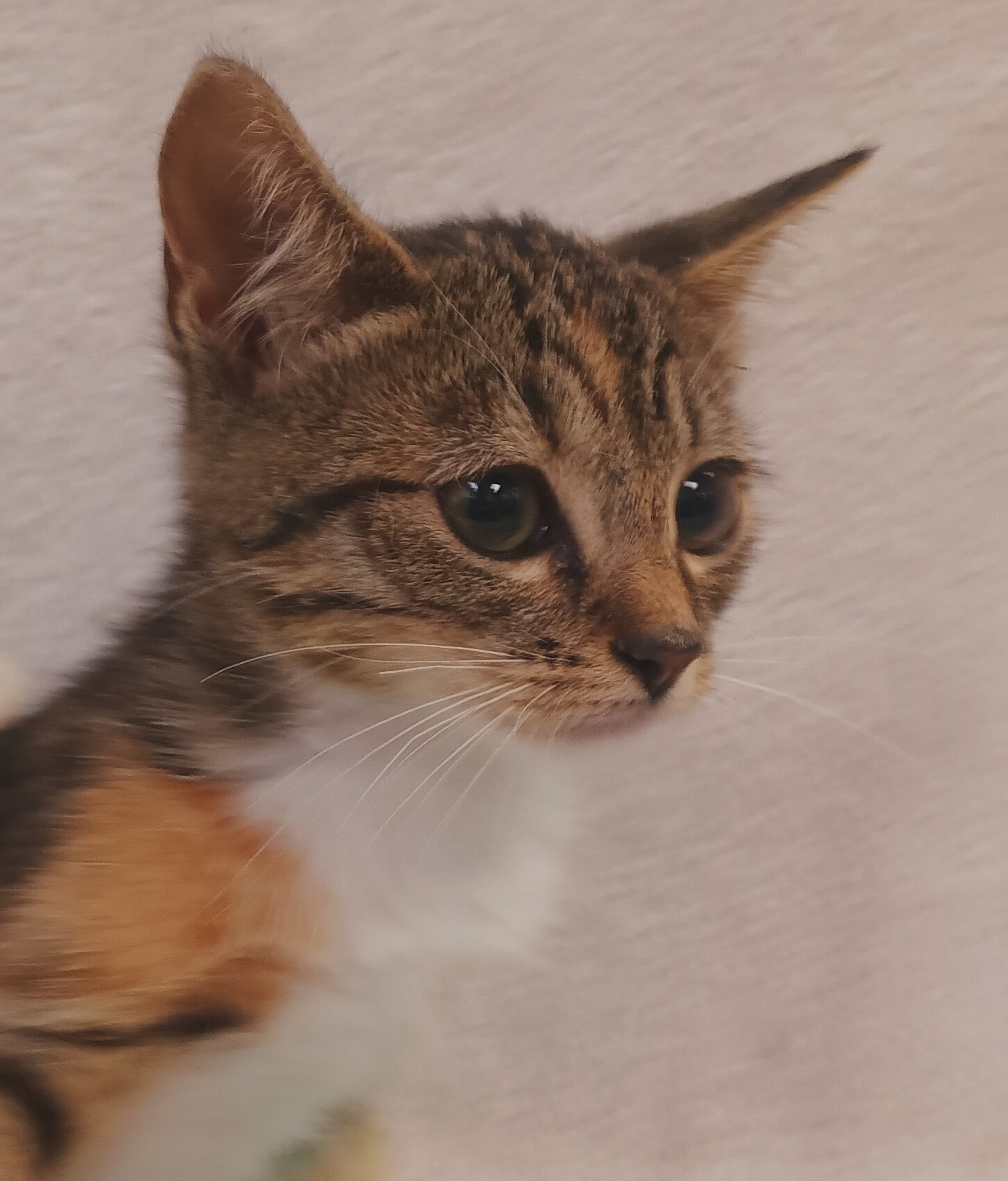 Shelter Stray Female Cat last seen , 1850 W 60th St, Los Angeles, CA 90047, USA