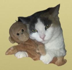 Reunited Female Cat last seen Sunset, West Covina, CA 91790