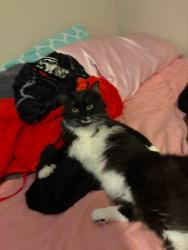 Reunited Male Cat last seen uncle Abe’s chicken & deli off of tuxedo ave and state rd, Parma, OH 44109