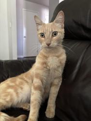 Reunited Male Cat last seen Riviera Drive, Sacramento, CA 95826