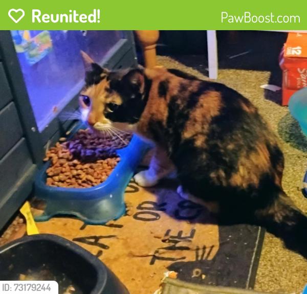 Reunited Female Cat last seen Off Hemphill & cross streets are Ogema & MacDonald Ave, Flint, MI 48507