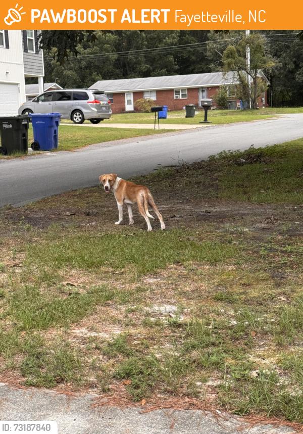 Found/Stray Unknown Dog last seen Corner of egret ct and wheeling, Fayetteville, NC 28303
