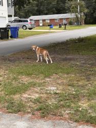Found/Stray Unknown Dog last seen Corner of egret ct and wheeling, Fayetteville, NC 28303