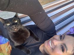 Lost Male Cat last seen Ocala, San Jose, CA 95122