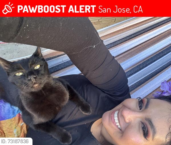 Lost Male Cat last seen Ocala, San Jose, CA 95122