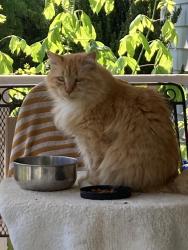 Reunited Male Cat last seen Littlebrook Ln, Walnut Cove, NC 27052