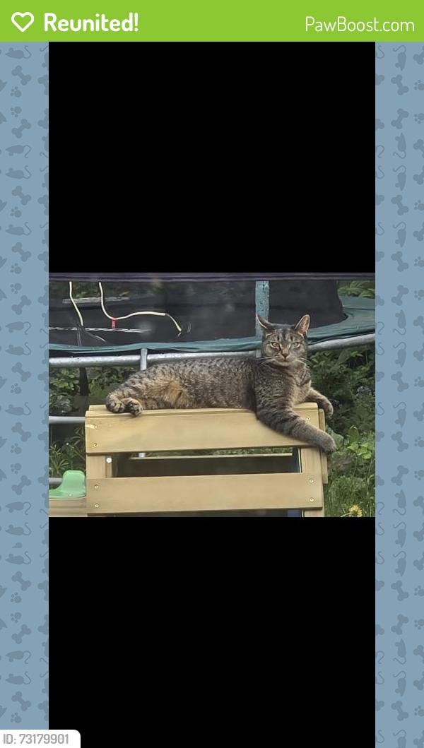 Reunited Male Cat last seen Worral news, wadsley church, South Yorkshire, England S6 4AD